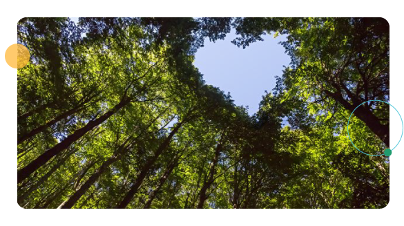 corazon en las arboles